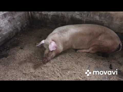 Видео: Вес поросят в 2 месяца//Результат вроде неплохой,Как думаете?