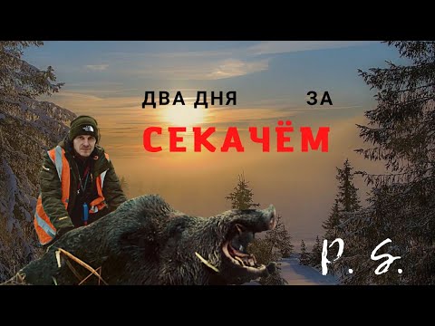Видео: охота на кабана с лайками