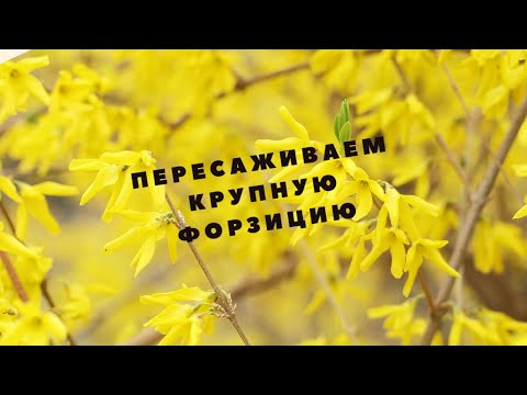 Видео: Пересадка крупной Форзиции весной