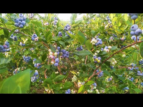 Видео: Голубика. Лучшие сорта голубики. Саженцы голубики.