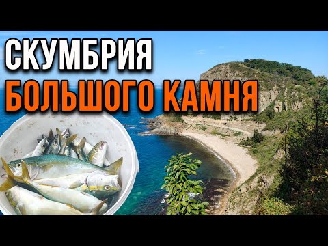 Видео: Скумбрия Большого Камня