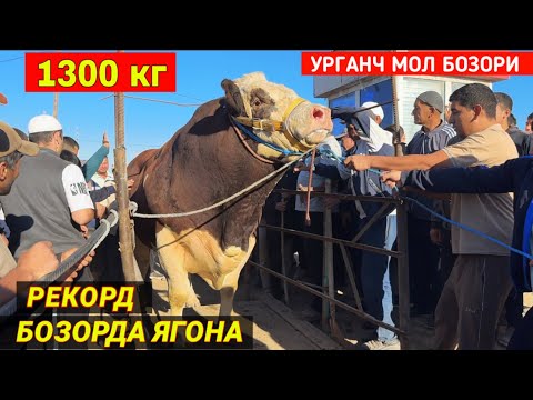 Видео: ГИГАНТ БУКА 1300 кг РЕКОРД БОЗОРДА ЯГОНА УРГАНЧ МОЛ БОЗОРИ !!! ХОРАЗМ БУ́ЙЛАБ 