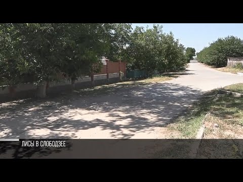 Видео: Нашествие лис в Слободзее