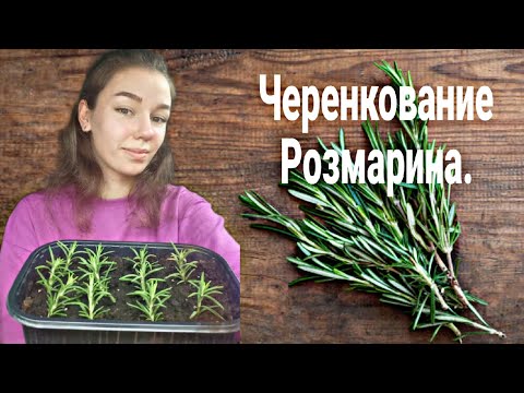Видео: Как укоренить Розмарин. Размножение Розмарина.