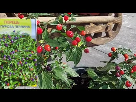 Видео: 5 сортів декоративного гострого перцю🔥огляд сортів