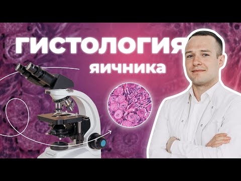 Видео: Гистология яичника — разбор микропрепарата, это нужно знать к экзамену!