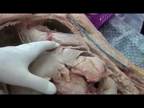 Видео: Органы ЖКТ на препарате.