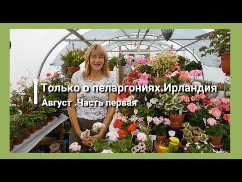 Видео: Tолько о пеларгониях .Ирландия.Часть первая