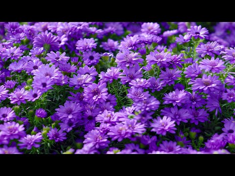 Видео: Музыка для души и сердца 🌿 Восстановление сердца и баланс разу