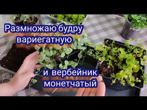 Видео: Самые лёгкие растения для черенкования и размножения. Черенкую будру и вербейник.