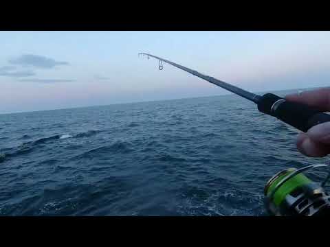 Видео: Сафриди на чепаре