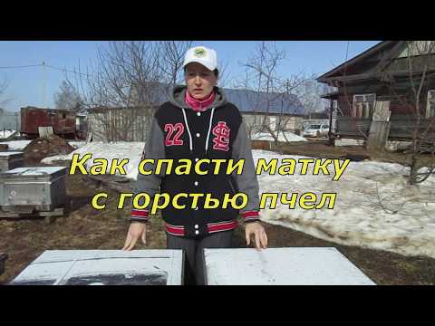Видео: Как сохранить матку с горстью пчел