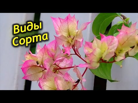 Видео: Виды и сорта Бугенвиллии. Махровые, меняющие цвет, пестролистные, сорта для бонсай.