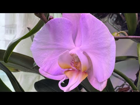 Видео: Новые роспуски 🌸 О чем шепчат нам бутоны орхидей 🤫 Отличные новости 🤗 Сорта в описании 👇