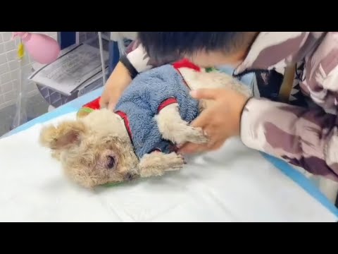Видео: Одинокий и Покинутый: Долгий Путь Беспомощной Собаки к Безопасности и Любви