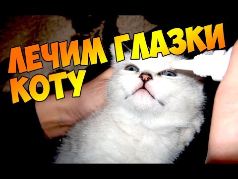 Видео: У кошки слезятся глаза. Болят, гной, слиплись, воспалились.