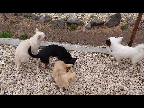 Видео: содержание разнополых собак,течка,кобель/сука в одном доме,СимферопольКрым Кастропуло купить щенка