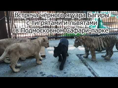 Видео: Встреча чёрного ягуара Багиры с тигрятами и львятами в Подмосковном Сафари-парке