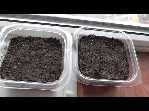 Видео: Семена клубники после стратификации взошли намного хуже!