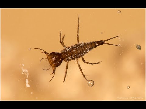 Видео: Ловим хариуса на доллар