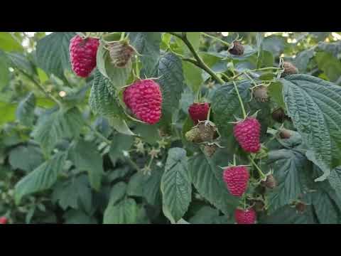 Видео: Малина. Чим підживляти малину під час дозрівання ягід.