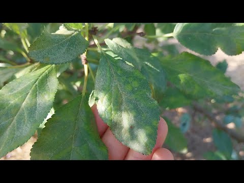 Видео: Паяжинообразуващ акар