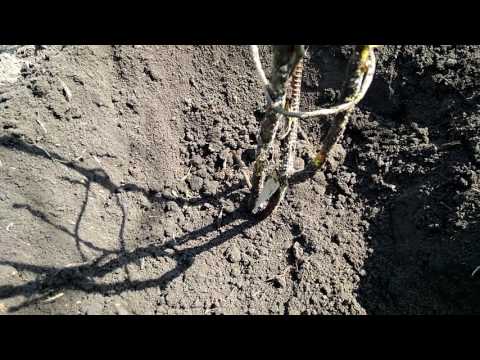 Видео: Раскрытие инжира, часть 2