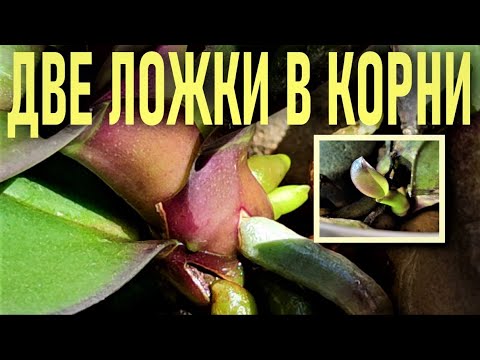 Видео: ДВЕ ЛОЖКИ ЧУДО НАСТОЯ В КОРНИ ОРХИДЕИ И ПЕНЬ ЗАКОЛОСИТСЯ!! ТОЛСТЯНКА - ЖИВОЕ ДЕРЕВО ДЛЯ  ОРХИДЕЙ!🌞🌞🌞