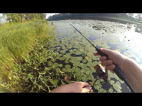 Видео: Заводь, Клязьма, Микро-речка - где же рыба?...