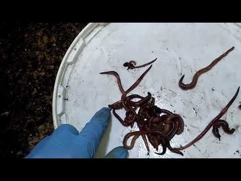 Видео: Гибель червя. Чем лечить