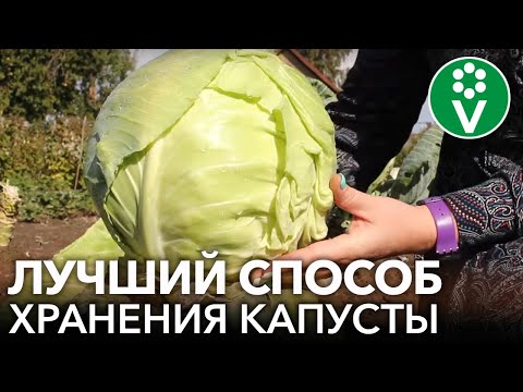 Видео: ВОТ ТАК КАПУСТА СОХРАНИТСЯ ДО ВЕСНЫ! Важные нюансы при сборе и хранении капусты