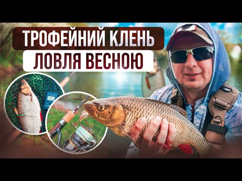 Видео: Попав на роздачу кабаносів. Голавль весна 2025