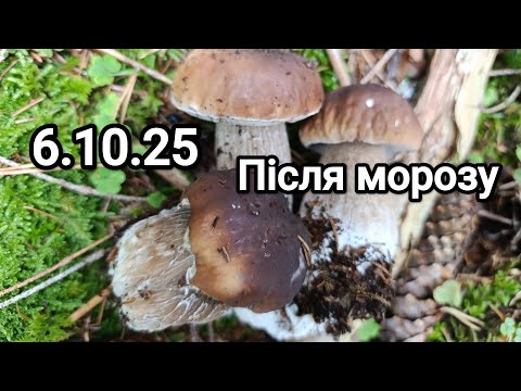 Видео: 6.10.25.  Що можна знайти у лісі після морозу? Молоді гриби ростуть)