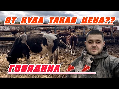 Видео: говядина быки цена