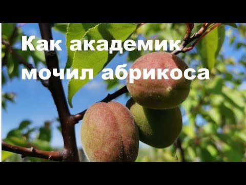 Видео: Почему не приживается абрикос?