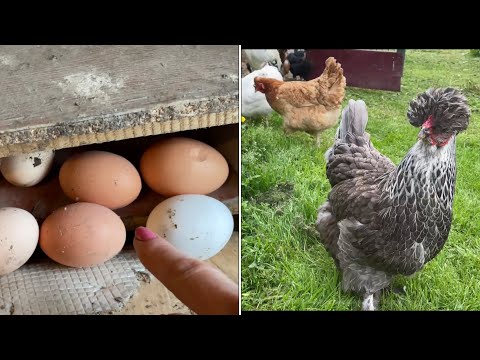 Видео: Почему бросаю траву к ногам кур несушек