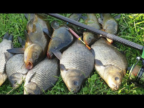 Видео: КРУПНЫЕ КАРАСИ И ЛИНИ В СТАРОМ РУСЛЕ РЕКИ!!!!РЫБАЛКА НА ПОПЛАВОК В СЕНТЯБРЕ.