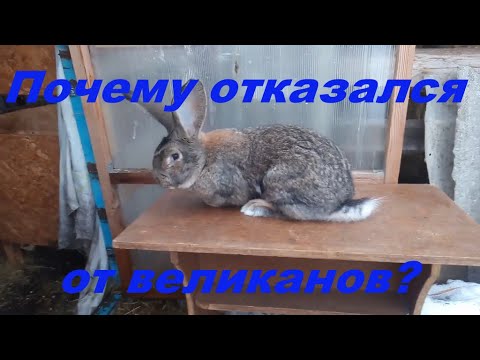 Видео: Почему отказался от кроликов великанов.