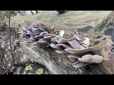 Видео: 7 КИЛОГРАММ ВЕШЕНКИ!!! За 10 МИНУТ