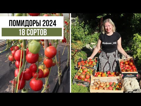 Видео: Шикарный урожай томатов! 18 сортов помидоров