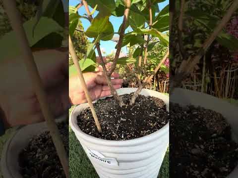 Видео: Большой обзор гортензии Бонфайр