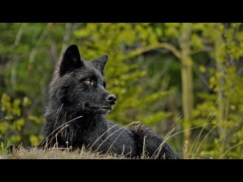 Видео: История Луны ( Заказ ) В Описание