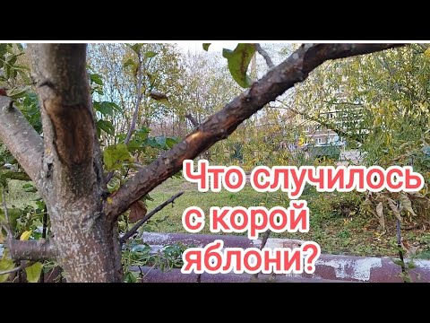 Видео: Ищем причину гибели коры на яблоне.