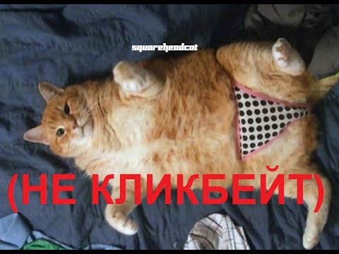 Видео: [shc] Кот-Паркурщик | RYTP