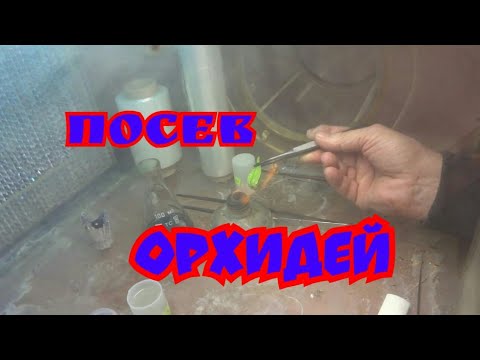 Видео: Посев ОРХИДЕЙ
Приглашаю всех любителей Орхидей к просмотру, будет интересно