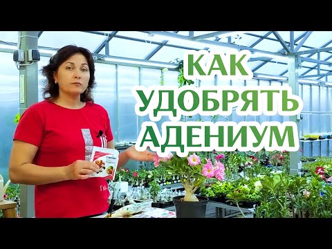 Видео: Как Удобрять Адениум...