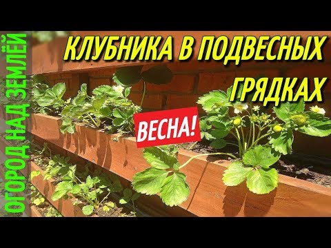 Видео: КЛУБНИКА В ПОДВЕСНЫХ ГРЯДКАХ/ВЕСНА-2018.КЛУБНИКА.