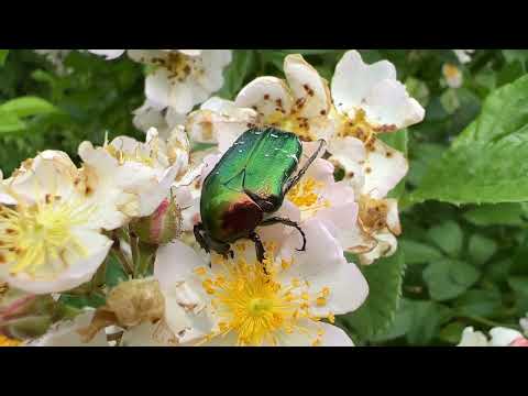 Видео: Новости с нашей плантации Часть 1