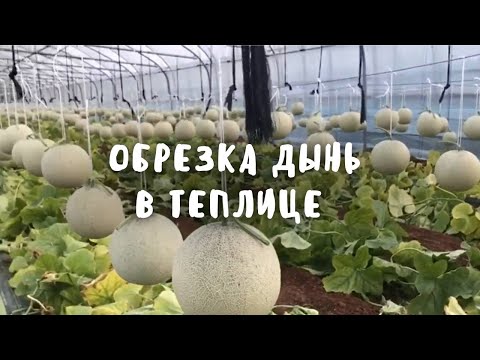 Видео: Как обрезать дыни в теплице