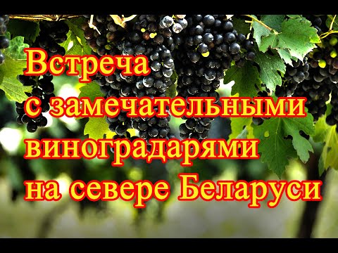 Видео: Встреча с замечательными виноградарями на севере Беларуси / Meeting with  winegrowers in Belarus
